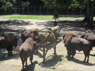 Bison at the Zoo